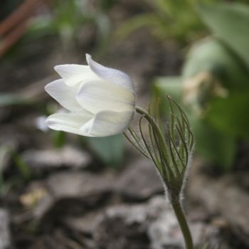 Прострел альпийский (pulsatilla alpina ssp. sulphurea)